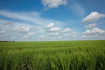 Fototapeta premium Beautiful landscape with clear sky