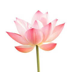 Stunning Pink Lotus Flower Isolated on Clear Background