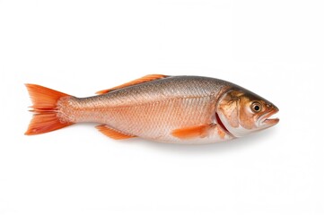 Healthy orange salmon fillet isolated on a white background, seafood, cooking, restaurant meal