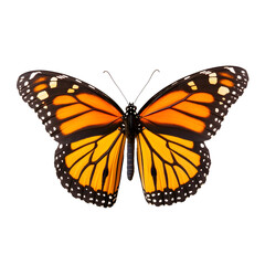 Fototapeta premium Vibrant Monarch Butterfly Display in Natural Reserve