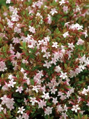 Fototapeta premium Abelia shrub blossoms in garden setting, close-up view of delicate pink flowers and green foliage, natural light, outdoor