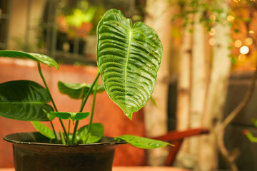 Anthurium Veitchii Plant Close-Up in Indoor Setting