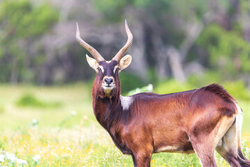 Nile lechwe (pronounced lech-way) are a sexually dimorphic species, meaning that the males and...