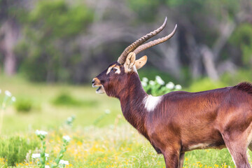 Nile lechwe (pronounced lech-way) are a sexually dimorphic species, meaning that the males and females look almost nothing alike. While all calves are golden brown at birth, only females retain this c