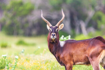 Nile lechwe (pronounced lech-way) are a sexually dimorphic species, meaning that the males and...