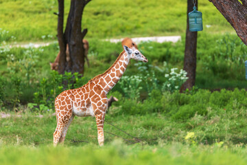 Giraffe in the wild, Fossil Rim Wildlife Center, Texas, USA