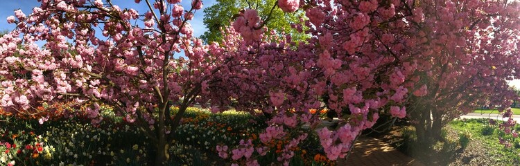 Wide panoramic view of cherry blossoms and spring garden flowers in full bloom