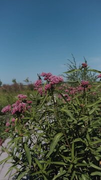Asclepias syriaca in the light of the summer sun's rays at golden hour.
