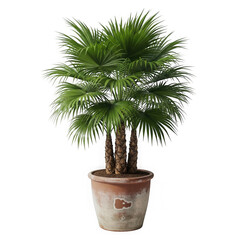 A lush green palm tree in a rustic terracotta pot isolated on transparent background