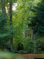 Bei Regen in der Natur, Mischwald mit Weg
