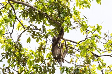 Fototapeta premium Sloth hanging from a tree branch surrounded by lush green leaves in a tropical rainforest setting