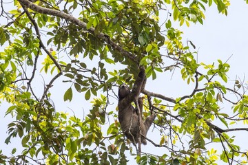 Sloth climbing a tree branch surrounded by lush green leaves in a tropical forest setting