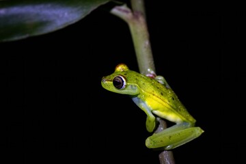 Close-up of a vibrant green tree frog perched on a slender branch against a dark background, showcasing its unique features and colors