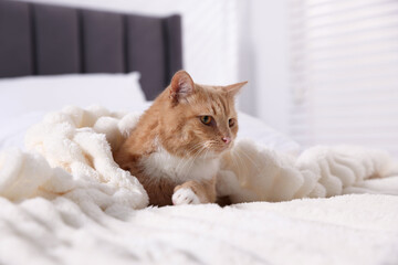 Pet hotel. Cute ginger cat on bed indoors