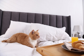 Pet hotel. Cute ginger cat, croissant and orange juice on bed indoors