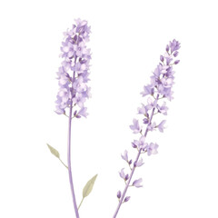 Obraz premium lavender with transparent background PNG and JPEG image