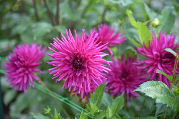 Obraz premium Dahlias cactus roses au jardin en été
