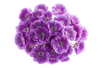 Close-up cluster of vibrant purple flowers