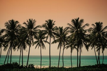 Vintage beach scene with palm tree silhouettes and summer sky