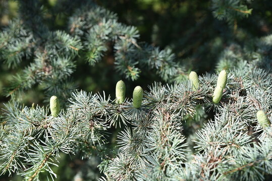 Jeunes c&ocirc;nes de cedrus atlantica glauca au jardin en &eacute;t&eacute;	