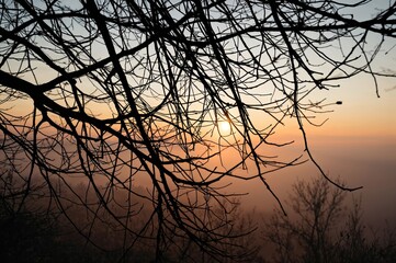 Outline of Leafless Tree Limbs on a Misty Daytime
