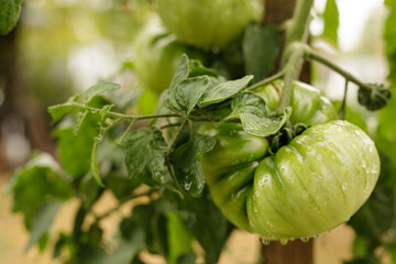 Juicy green tomatoes ripening on a vine, ready for harvest.  Fresh, organic, and vibrant.