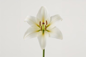 Fototapeta premium Solitary lily against a plain white background
