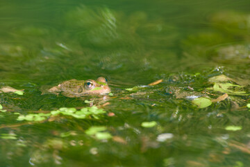 Close-up of a pool frog (Pelophylax lessonae) resting in shallow water in its natural habitat