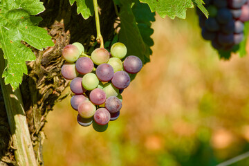 Close-up of an unripe cluster of grapes hanging on a vine on a sunny morning in a vineyard