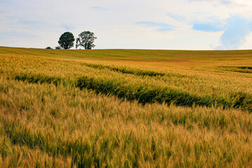 Golden Wheat Field with Isolated Trees Under Cloudy Sky in Biei, Hokkaido, Japan © Bossa Art