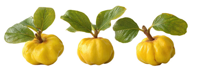 Three yellow fruit with leaves