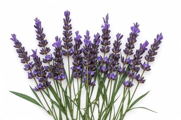 Fototapeta premium Purple blossoms with verdant foliage on a plain white backdrop. Holistic healing theme.