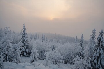 Obraz premium Frozen Trees on a Mountain Veiled by Mist and Clouds in a Winter Scene