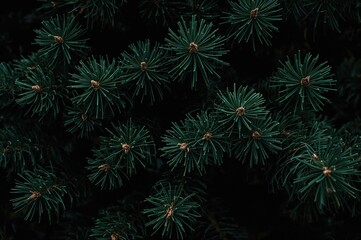 Close-up of green pine branches on a festive Christmas backdrop with ample copy space, featuring a stylish dark and moody winter theme.