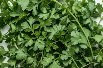 Fototapeta premium Single coriander leaf on a plain white surface