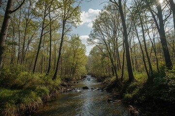 Obraz premium A Stream Flowing Through a Verdant Summer Woodland