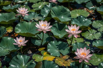 Tranquil natural beauty of lotus blooms and foliage in a summer water garden
