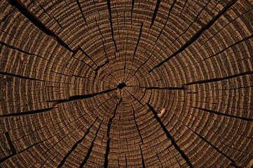 Fototapeta premium Numerous worm tunnels visible on a wooden bark section