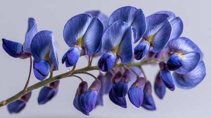 Blue-purple flowering plant stem with buds