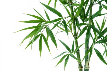 Single bamboo leaf on a white backdrop