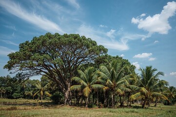 Fototapeta premium Blue sky behind palm trees and Ketapang trees growing side by side