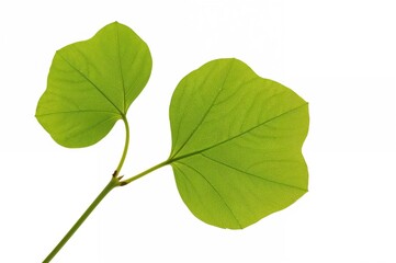 Fototapeta premium Foliage from solitary trees set against a white backdrop