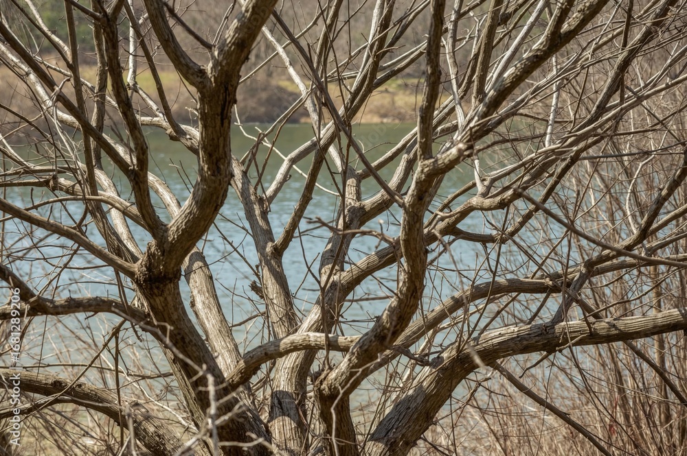 Poster scenic view of a network of bare tree branches