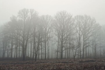 Obraz premium Foggy dawn in a dense forest. Tree outlines hidden in heavy white mist. Faint hues of woodland blurred by damp atmosphere.