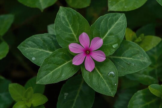 Jussiaea and Vinca: Flowering Plants from the Apocynaceae Family Found Across Various Regions