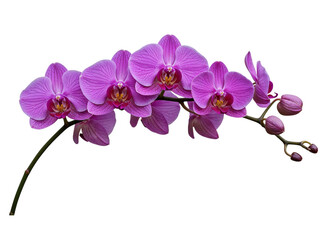 Obraz premium Vibrant purple orchid flowers bloom gracefully on a deep black background for elegant decor transparent background