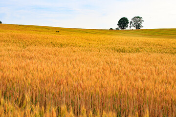 Golden Wheat Field with Parent and Child Trees (Oyako no Ki) in Biei, Hokkaido, Japan