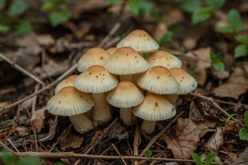 Wild leucocoprinus cepistipes mushrooms thriving in an outdoor garden cafe, vibrant and nutritious fungi