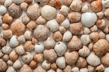 Large Assortment of Vibrant Seashells Displayed from Above on a Plain Surface