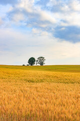 Fototapeta premium Golden Wheat Field with Parent and Child Trees (Oyako no Ki) in Biei, Hokkaido, Japan
